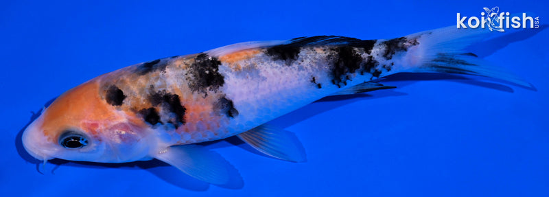 5.25" SANKE