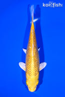 6.5" GINRIN YAMABUKI OGON