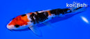 6.25" SANKE