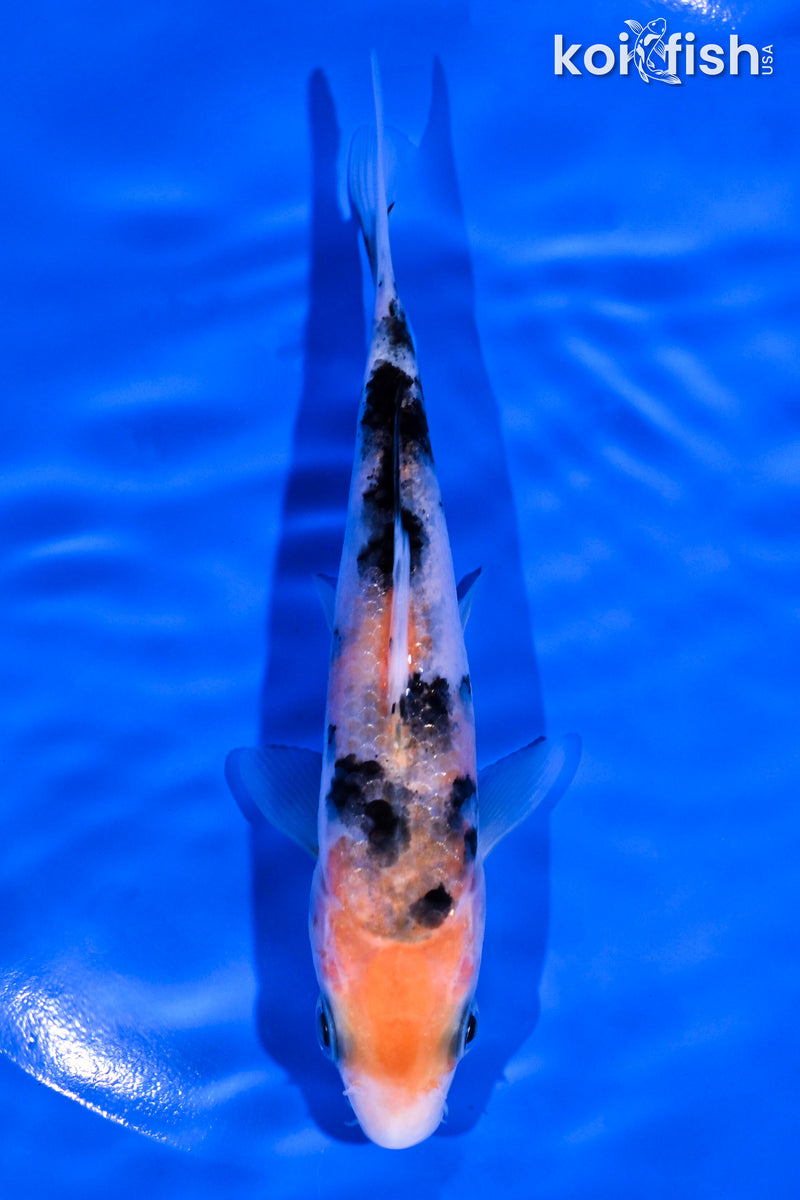 5.25" SANKE