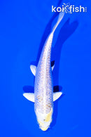 5.75" GINRIN HARIWAKE