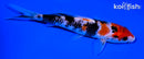 6.25" SANKE