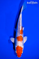 7.75" GINRIN HARIWAKE