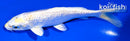 5.75" GINRIN HARIWAKE