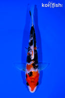 6.25" SANKE