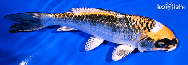 5" BENI GINGA