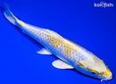7.5" LEMON HARIWAKE
