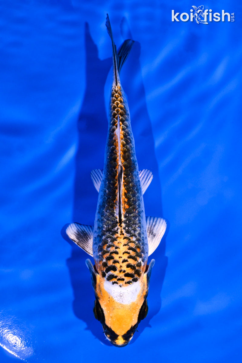 5" BENI GINGA
