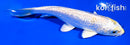 5.75" GINRIN HARIWAKE