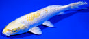 7.5" LEMON HARIWAKE