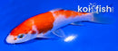 5.5" KOHAKU