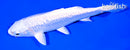 6.5" GINRIN PLATINUM OGON