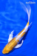 8.25" GINRIN LEMON HARIWAKE BUTTERFLY