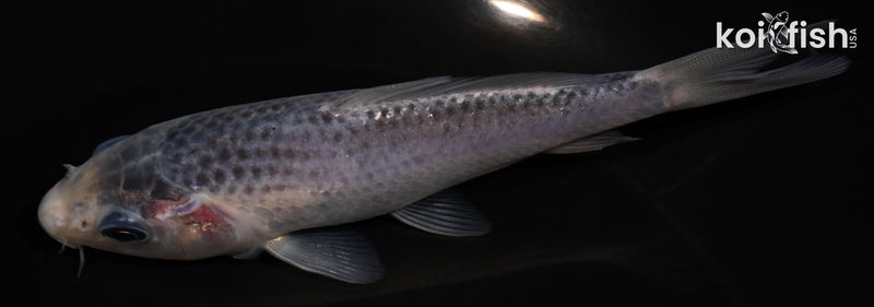 4.75" GOSHIKI