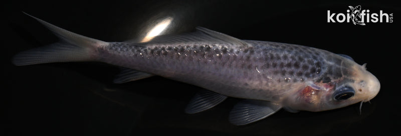 4.75" GOSHIKI