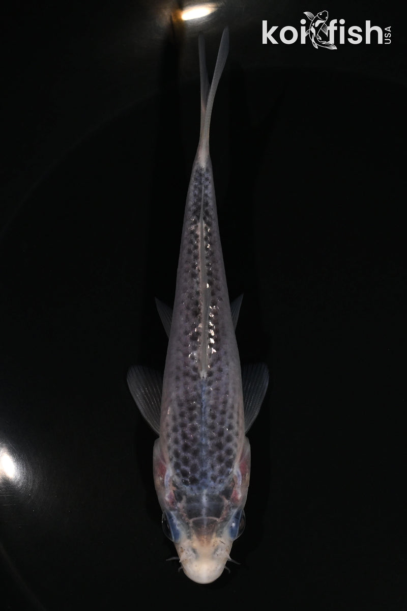 4.75" GOSHIKI
