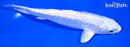 6.5" GINRIN PLATINUM OGON