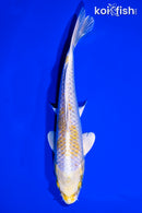 7.5" LEMON HARIWAKE