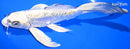 8.5" DOITSU GIN MATSUBA BUTTERFLY