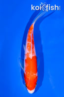 5.5" KOHAKU