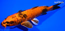 8" KIN HI UTSURI