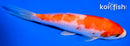 5.5" KOHAKU