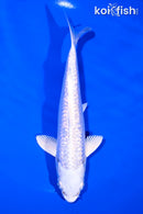 6.5" GINRIN PLATINUM OGON