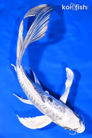 8.5" DOITSU GIN MATSUBA BUTTERFLY