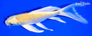 7.25" YAMABUKI OGON BUTTERFLY