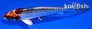 5.75" KUJAKU