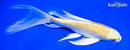 7.25" YAMABUKI OGON BUTTERFLY