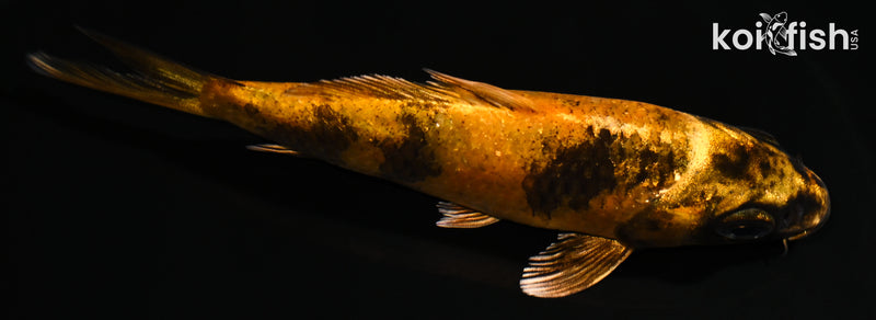 4.75" KIN HI UTSURI