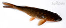 6.75" GINRIN CHAGOI