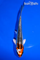 5.75" KUJAKU