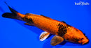 8" KIN HI UTSURI