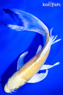 7.25" YAMABUKI OGON BUTTERFLY