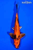 8" KIN HI UTSURI