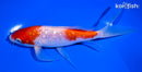 6.5" GINRIN NIDAN KOHAKU BUTTTERFLY