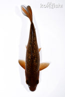 6.75" GINRIN CHAGOI