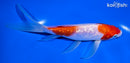 6.5" GINRIN NIDAN KOHAKU BUTTTERFLY
