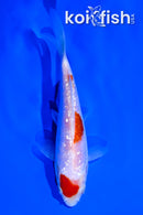5.5" GINRIN KOHAKU