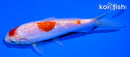 5.5" GINRIN KOHAKU