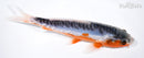 7.25" SHUSUI