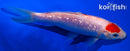5.5" GINRIN KOHAKU