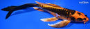 9.25" BENI KIKOKURYU BUTTERFLY