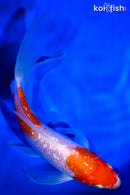 6.5" GINRIN NIDAN KOHAKU BUTTTERFLY
