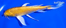 6.75" YAMABUKI OGON BUTTERFLY