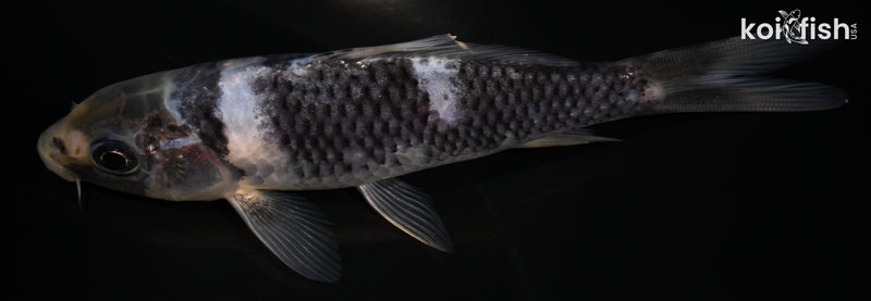 5" SHIRO UTSURI