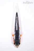 7.25" SHUSUI