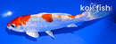 5.25" HEISEI NISHIKI